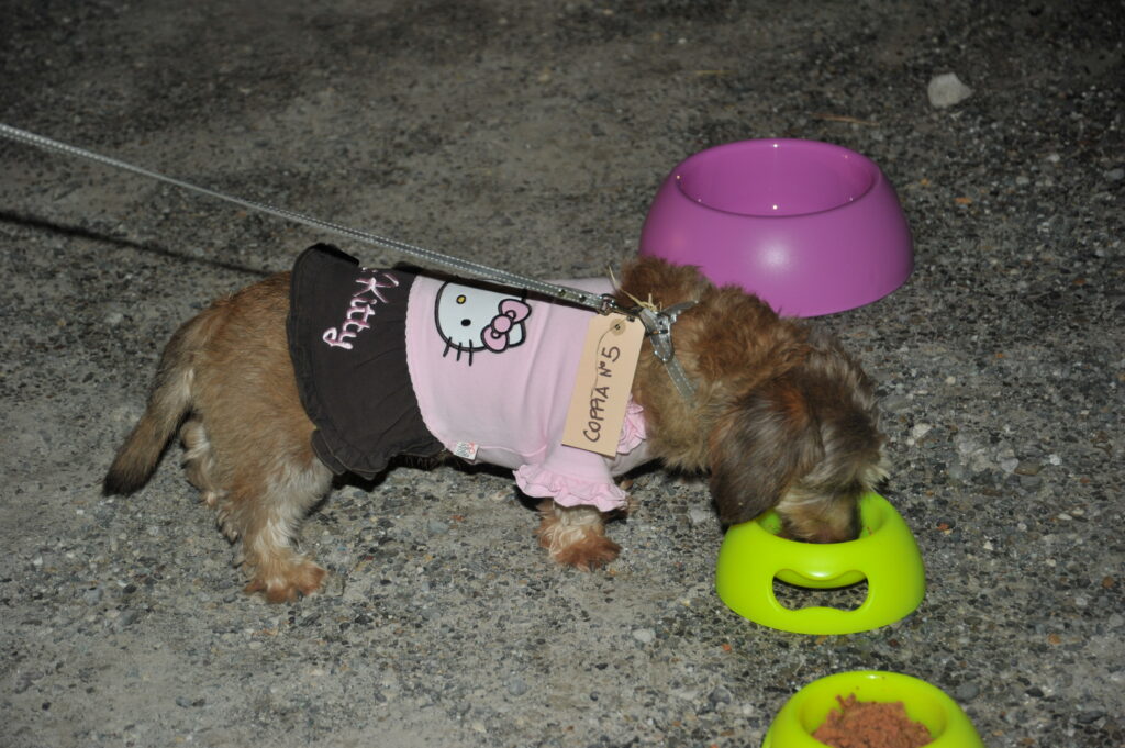 Dogs Restaurant