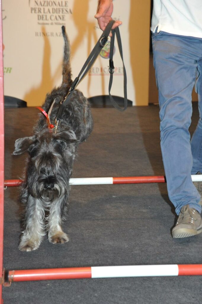 destrezza di Brave di Cinzia Lombardi Volpi