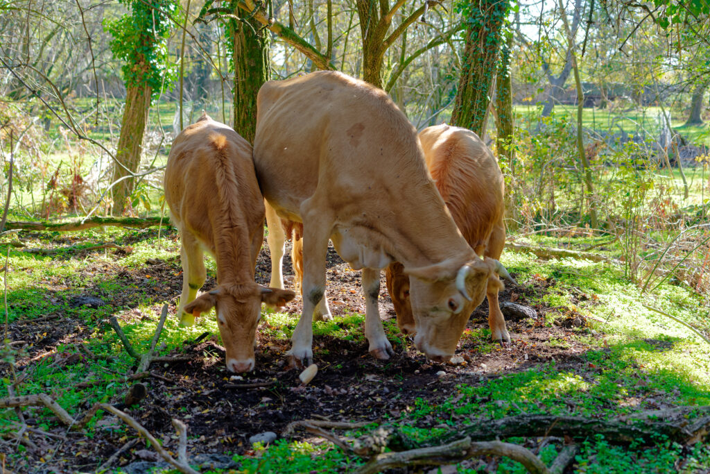 One day in Nature - WWF Italia - Cows