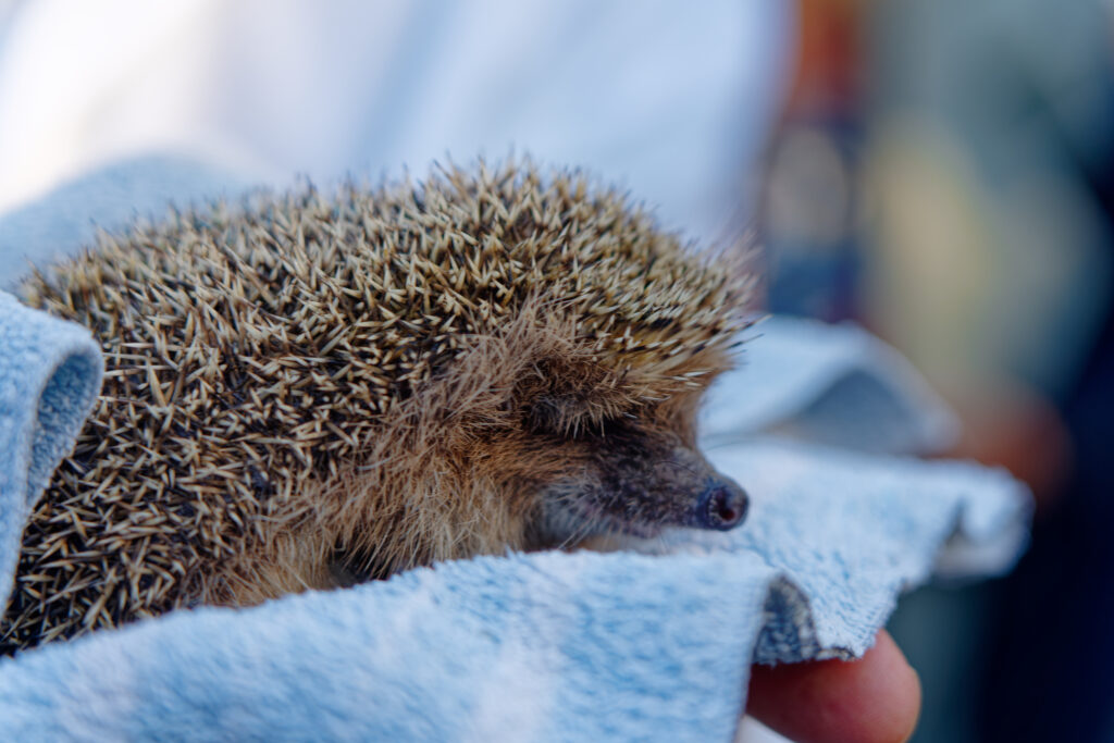 One day in Nature - WWF Italia - Hedgehog