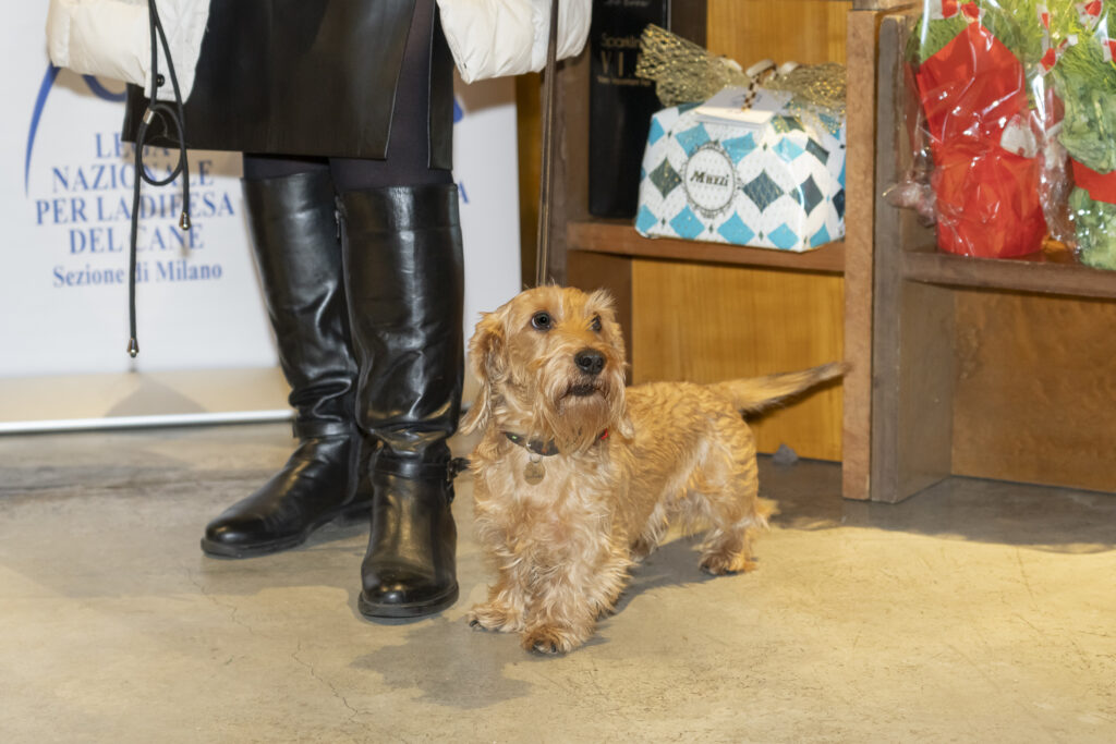 VIP - Very Important Pet