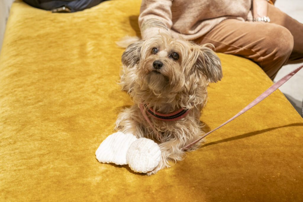 VIP - Very Important Pet