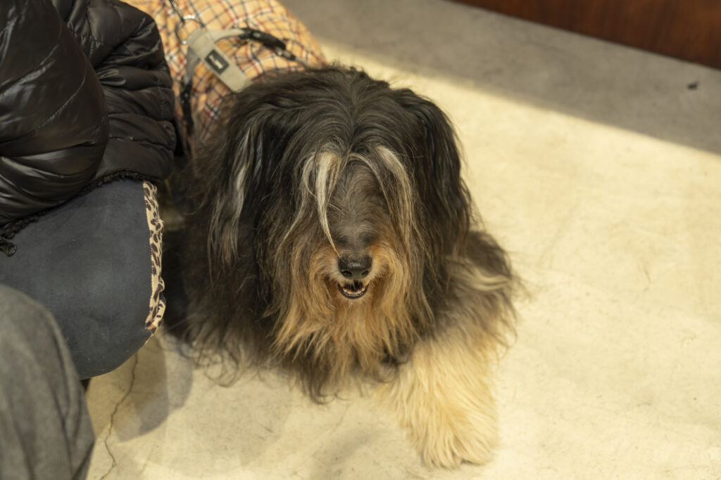 VIP - Very Important Pet